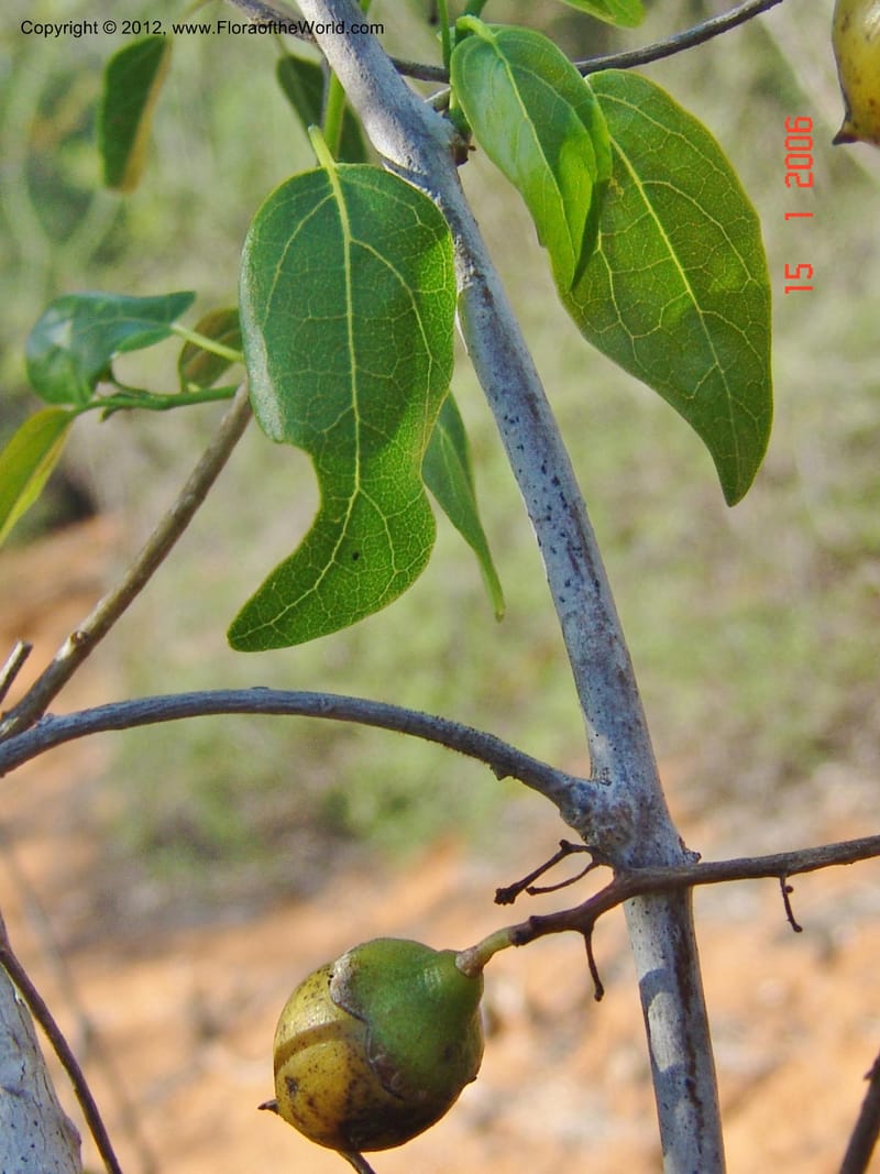 Cordia caffra, Rogers, Z 886-Madagascar, 15 Jan 2006 172 (6).jpg