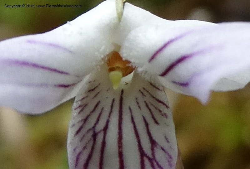 Viola, Boufford, D 43644--China. Sichuan. XiaYingShan to XiangZhai. 10 May 2014. DSC05109 (223).JPG