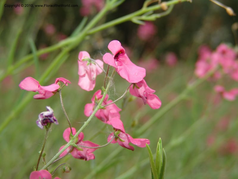 Diascia integerrima--CA. McConnell Arboretum, Redding. 4 Jun 07. 185.jpg