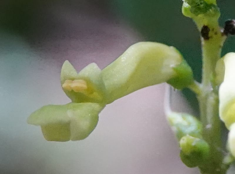 Thomandersia laurifolia, C. Davidson 13964--Gabon. Arb. Sibang. 5 Nov. 2018. DSC02235 (360).JPG
