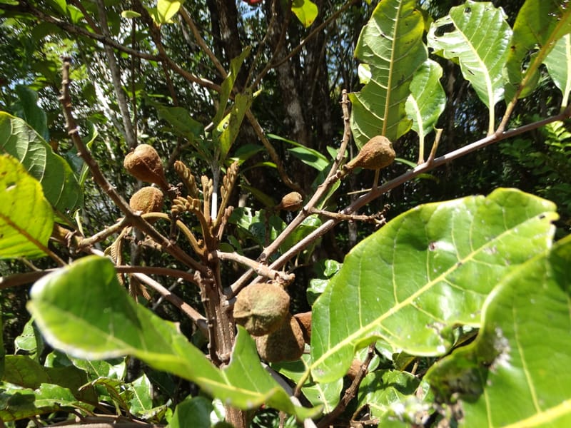 Cupaniopsis, Munzinger, J 7412--New Caledonia. Mont Dzumac. 12 Nov 2015. DSC01563 (390).JPG