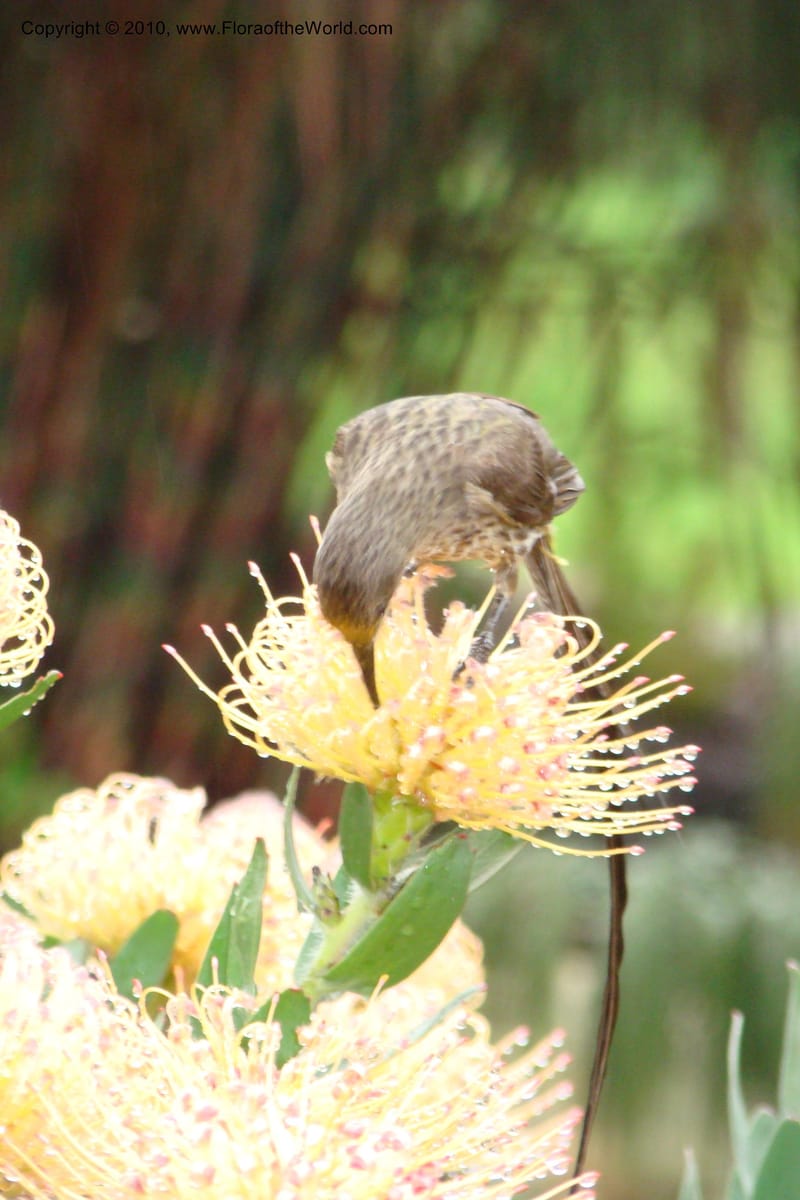 Leucospermum gueinzii--South Africa. Kirstenbosch Bot. Gard. 21 Aug 09. 067 (5).jpg