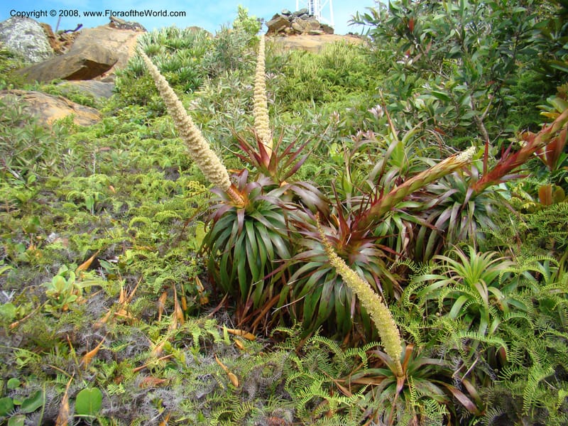 Dracophyllum verticillatum, JMunzinger4771--New Caledonia. Col d'Amoss. 14 Nov 07. 011.jpg