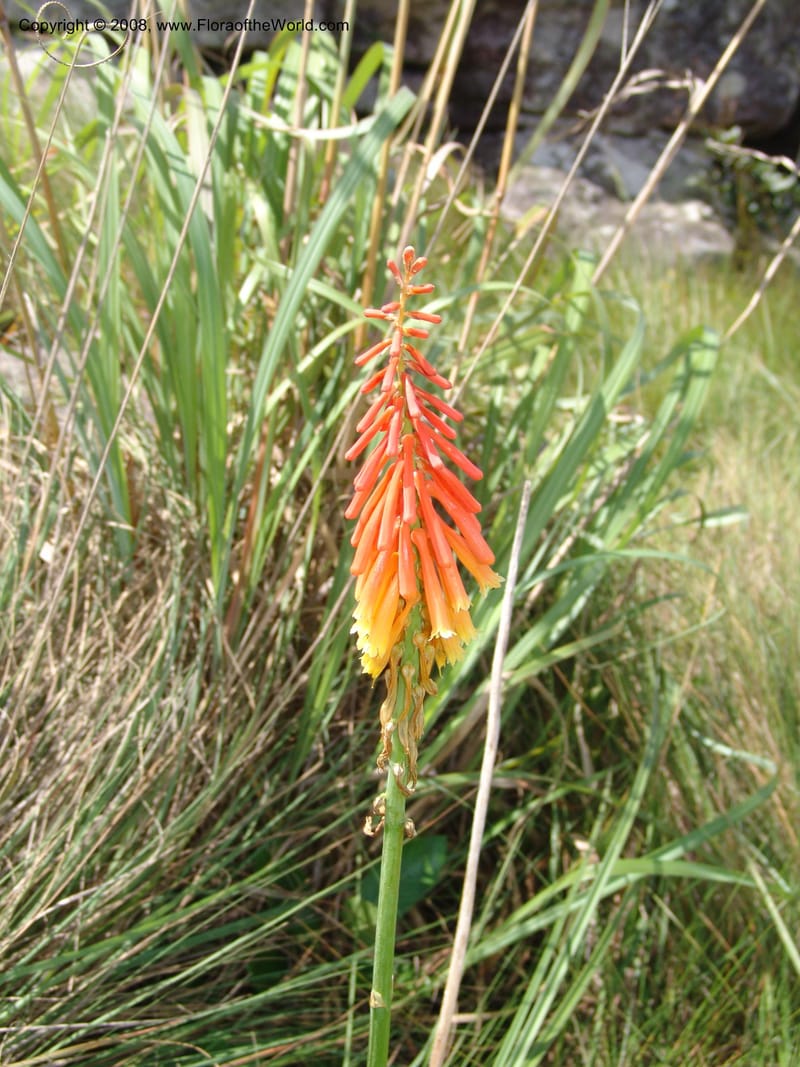 Kniphofia triangularis cf--So.Africa. E. Cape. Umtanvuna Nat. Res. 2. 11 Mch 05. 119.jpg