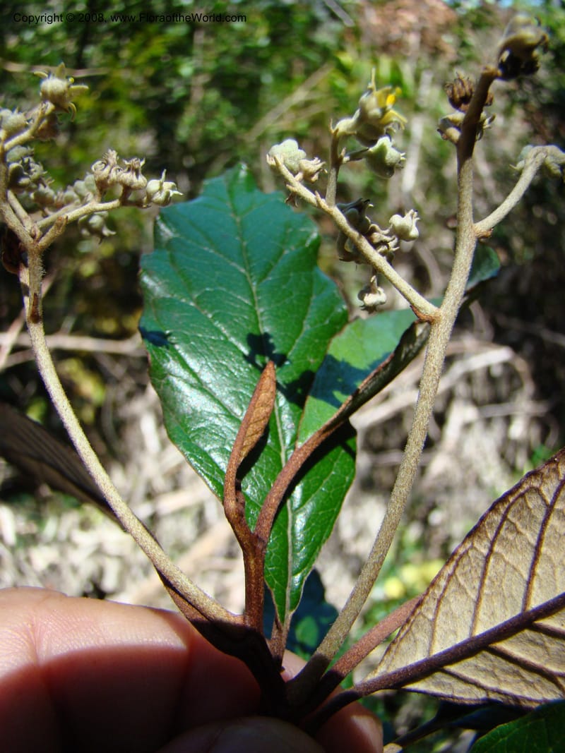 Argophyllum, JMunzinger4653--N.Caled. Dumbea Dam in Dumbea Riv, S of Noumea. 11 Nov 07. 079.jpg