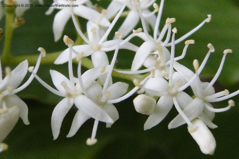 Cornus, Regalado 1829--Viet Nam. O-Quy-Ho Commune. 6 May 2011. 116 (12).jpg