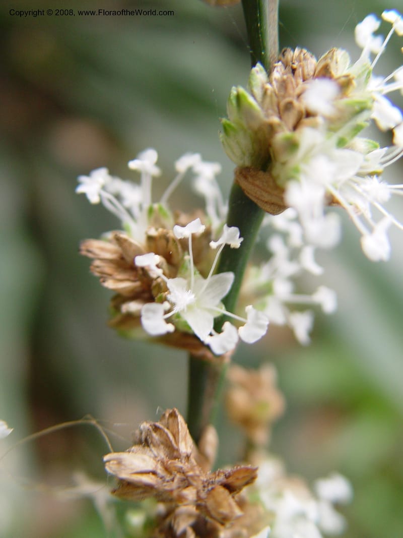 Callisia fragrans--So. Africa. Durban Bot. Gard. 3 Oct 03. 009.jpg