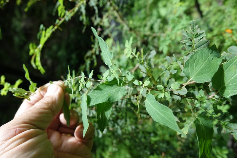 Codonopsis, C. Davidson 13768--China. Sichuan. Yibailingba-gou. 12 Aug 2017. DSC04660 (98).JPG
