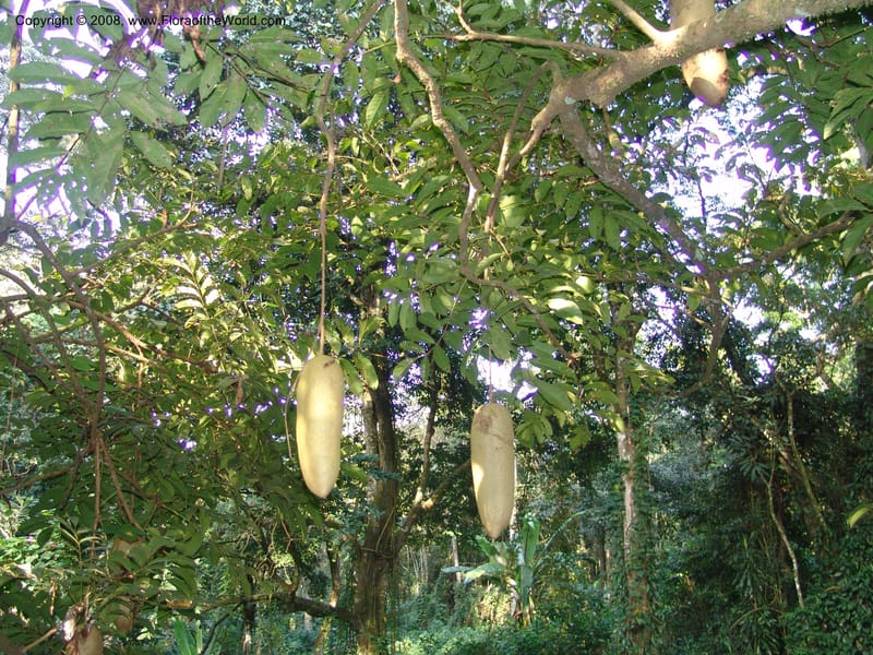 Kigelia africana--Kenya. Kakamega Forest. Rondo Retreat Ctr. 8 Jul 04. 022.jpg