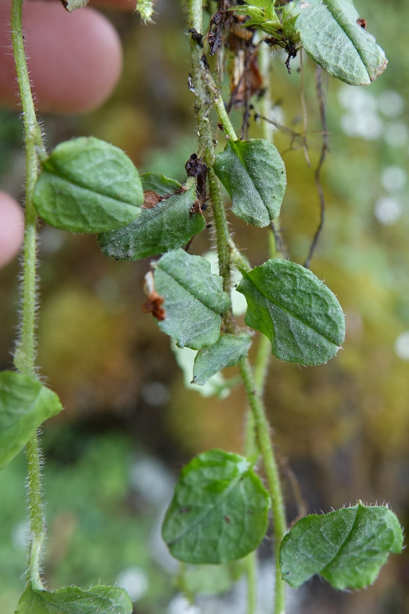 Trigonotis formosana, Tseng Yu-Hsin 1317--Taiwan. SW of Nanshan on highway 7. 20 May 2016. DSC03339 (62).JPG