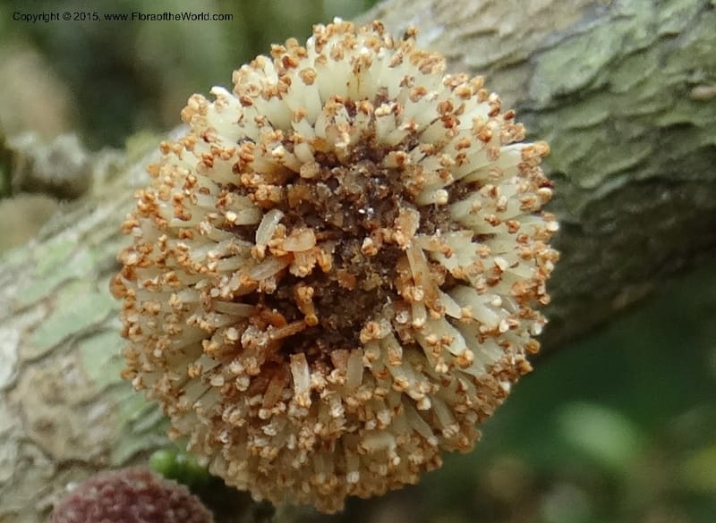 Treculia obovoidea, Davidson, C 12341--Cameroon. Mokoko For. Res. 20 Mar 2014. DSC02622 (247).JPG
