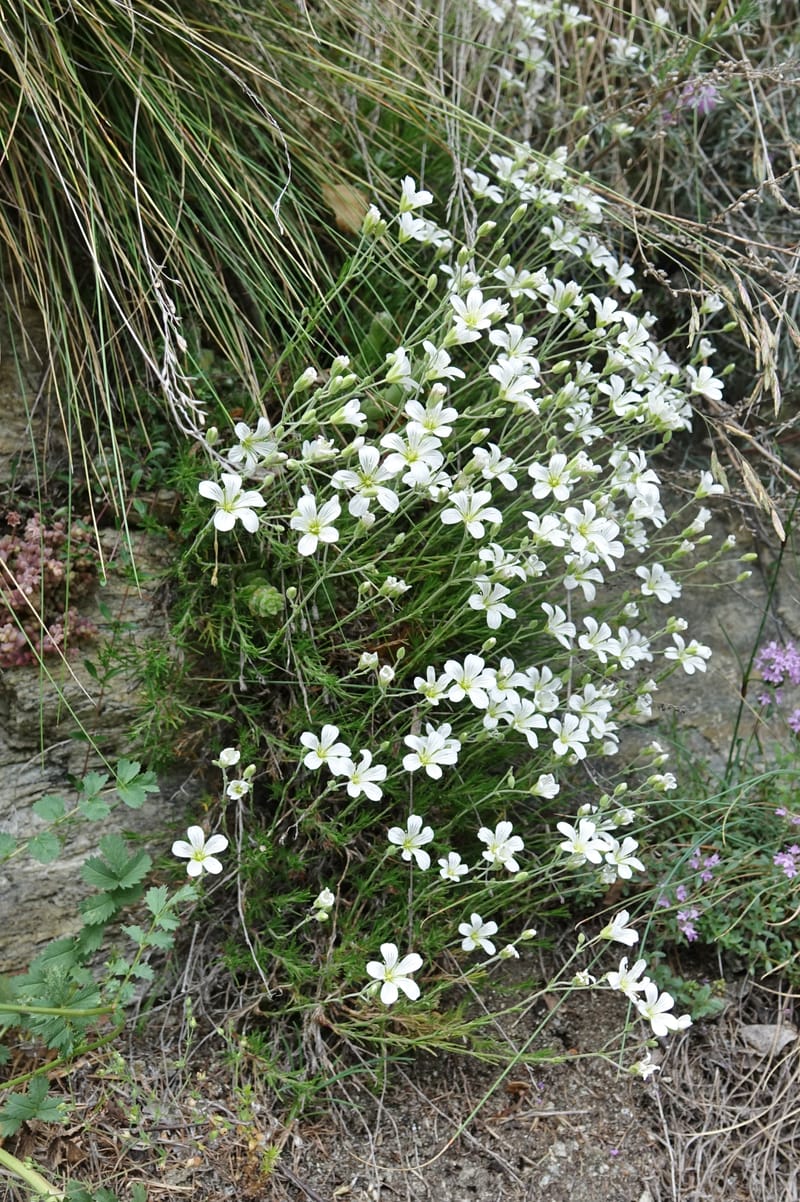 Minuartia laricifolia, Callmander, M 1295-- Switzerland. Hwy 9 to Simplon. Ganterbrucke. 2 Jul 2016. DSC08156 (195).JPG