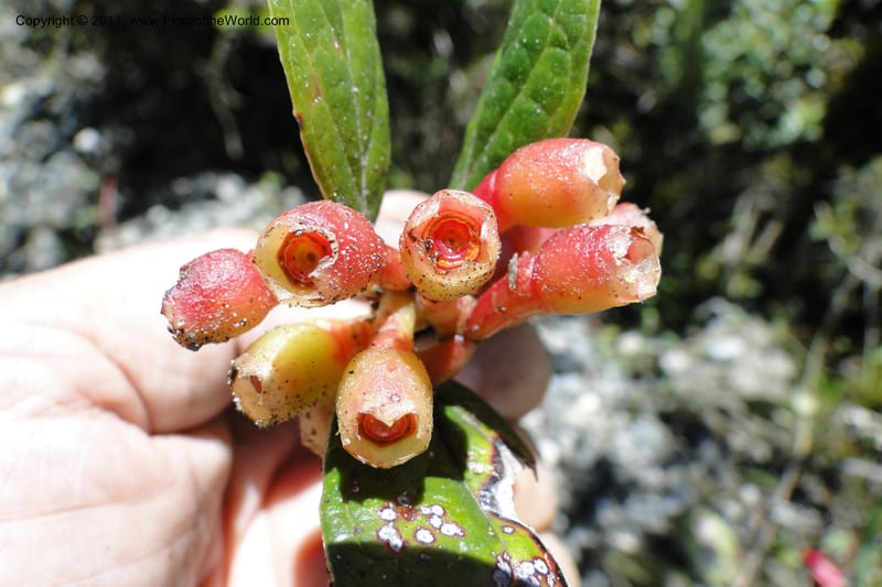 Cavendishia, Ulloa 2093--Ecuador. P. N. Sangay. 6 June 2011. 091 (10).jpg