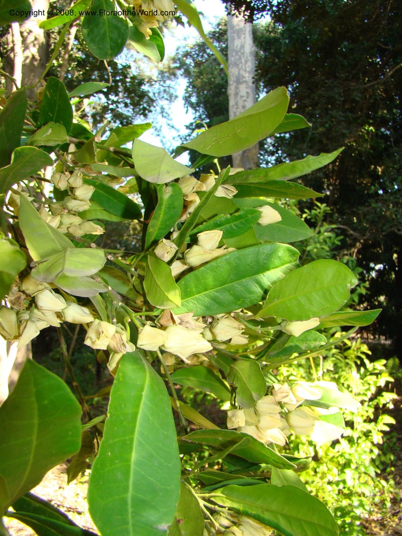 Medicosma cunninghamii--Australia. Royal Botanic Garden, Melbourne. 19-20 Mch 08. 153.jpg