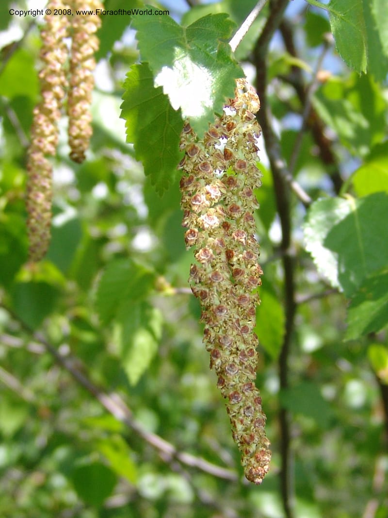 Betula litwinowii--Georgia. Kazbeki. Trail-road to Sameba Church. 2 Jun 05. 009.jpg