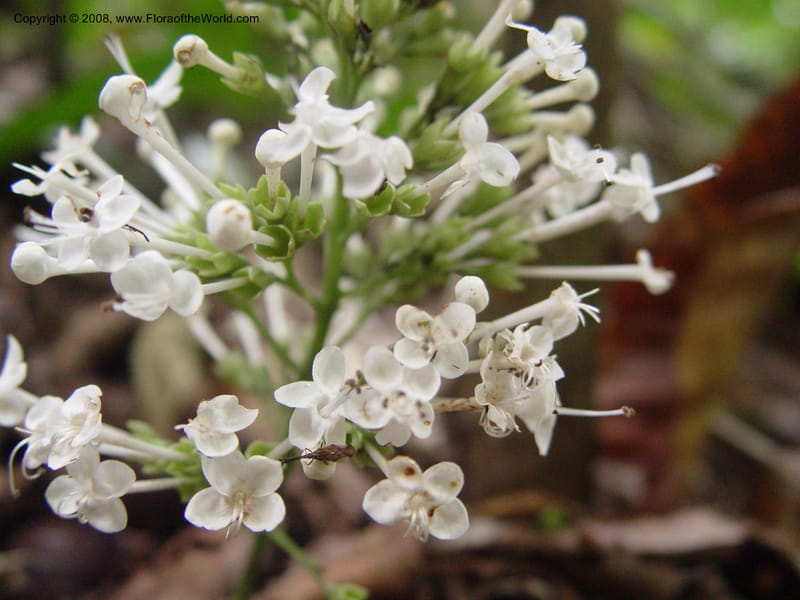 Clerodendrum--Ghana. Kakum Nat. Park, 12 Dec 03. 132.jpg