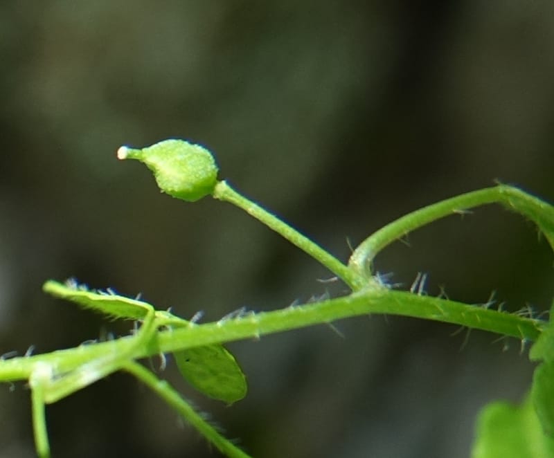 Yinshania acutangula subsp. wilsonii, C. Davidson 13755--China. Sichuan. Yibailingba-gou. 12 Aug 2017. DSC04660 (664).JPG