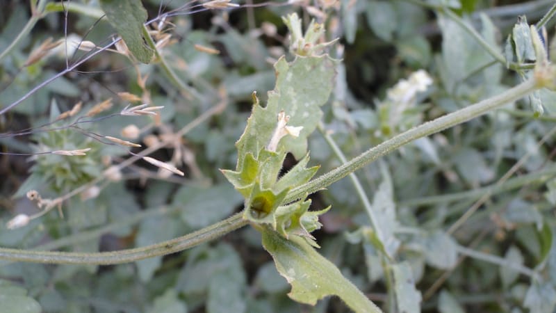 Stachys ballotiformis, A. G. Miller 132.11--Iraq. Kurdistan. Shakh-i Pira Magun. Gueza Khan. 11 June 2010. 089 (19).jpg