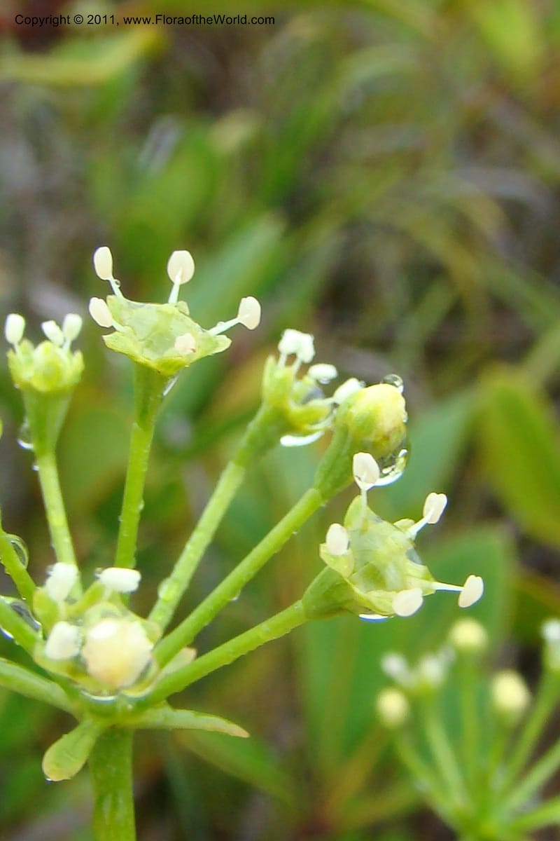 Myodocarpus, P. Lowry 7188--New Caledonia. Plaine des Lacs. NW of Grand Lac. 21 Jan 2010. 293 (182).jpg