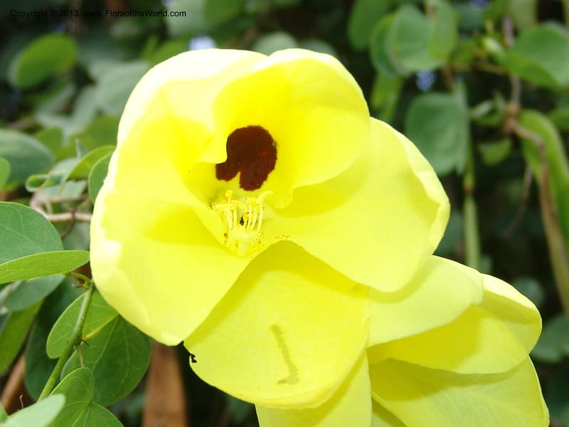 Bauhinia tomentosa--So.Africa. Lowveld Nat. Bot. Gard. 14 Mch 05. 246.jpg