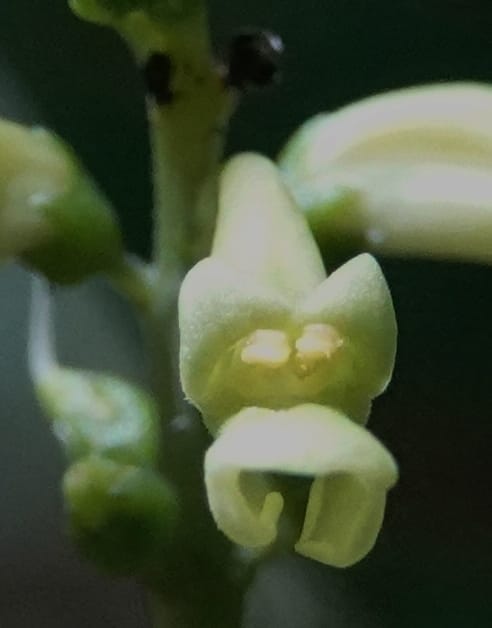 Thomandersia laurifolia, C. Davidson 13964--Gabon. Arb. Sibang. 5 Nov. 2018. DSC02235 (362).JPG