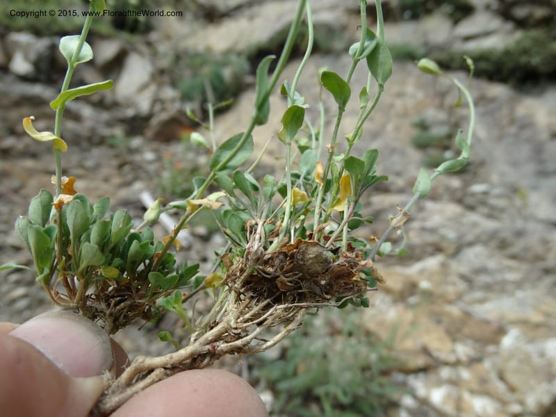 Noccaea fendleri, Davidson, C 12589--ID. Idaho Co. Seven Devils Camp Ground. 15 Jul 2014. DSC00113 (79).JPG