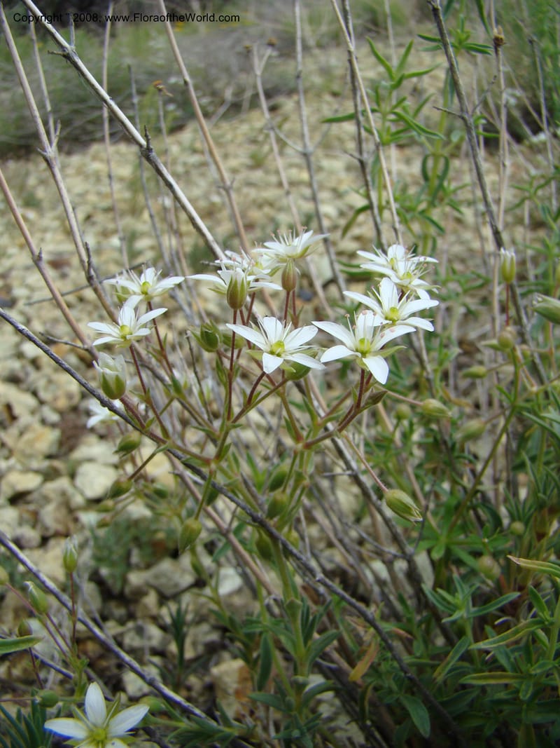 OR. Malheur Co. Leslie Gulch. 1 Jun 08. 282.jpg