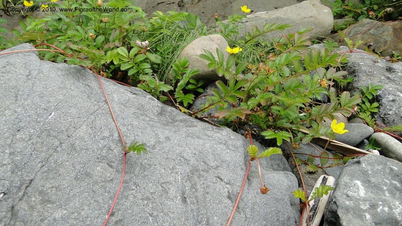Potentilla anserina, C. Davidson 11781--CA. Humboldt Co. Trinidad State Beach. 18 August 2010. 081 (31).jpg