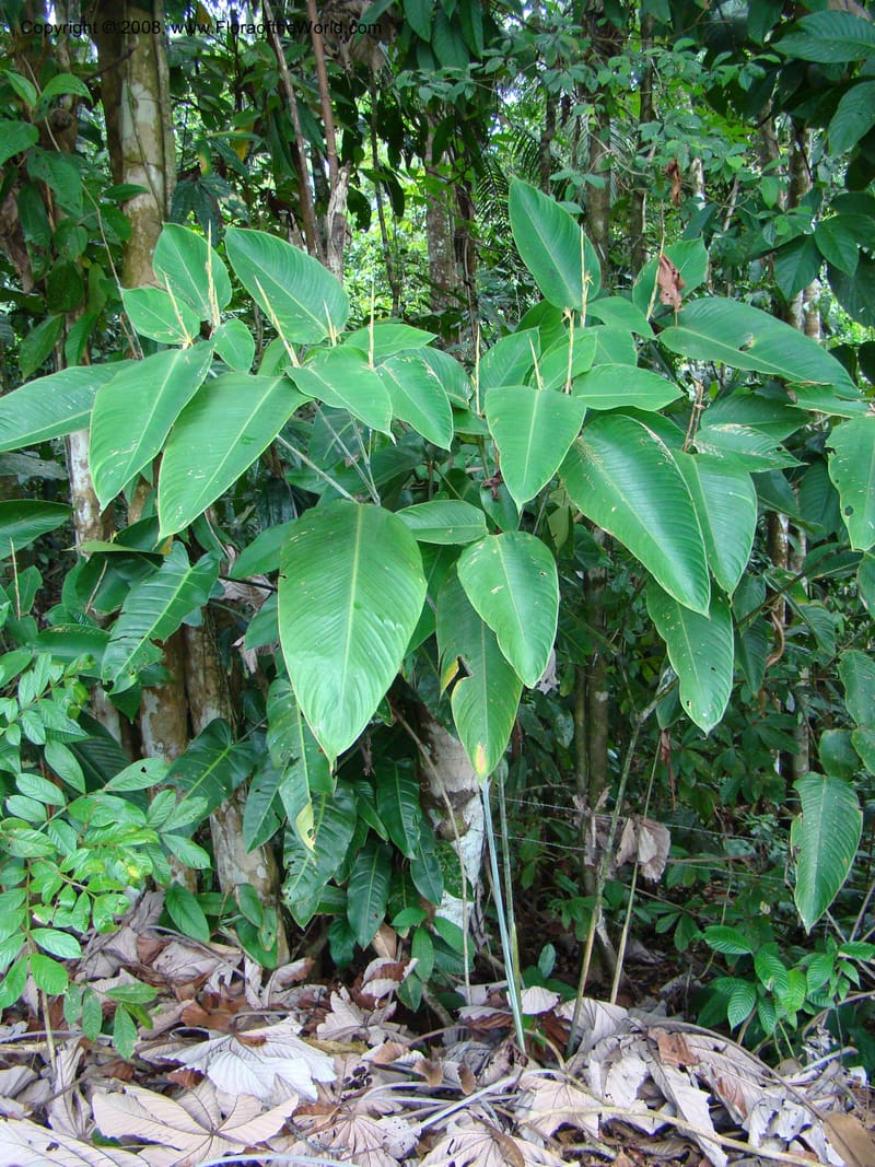Ischnosiphon inflatus, RAguilar11183--Costa Rica. Puntar. Osa. Los Mogos. 17 Apr 08. 323.jpg