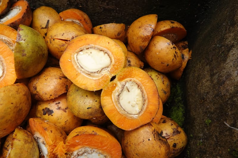 Irvingia gabonensis, C. Davidson 13929--Gabon. Missome Village. 31 Oct 2018. DSC00817 (109).JPG