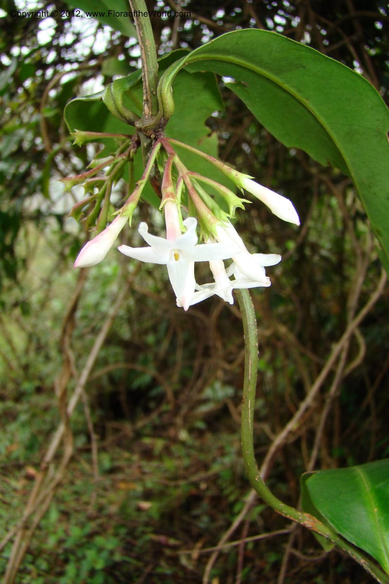 Jasminum, Regalado 1631--Viet Nam. Lao Cai Prov. Sa Pa Distr. 2 km NW Thac Bac. 5 Apr 09 083.jpg