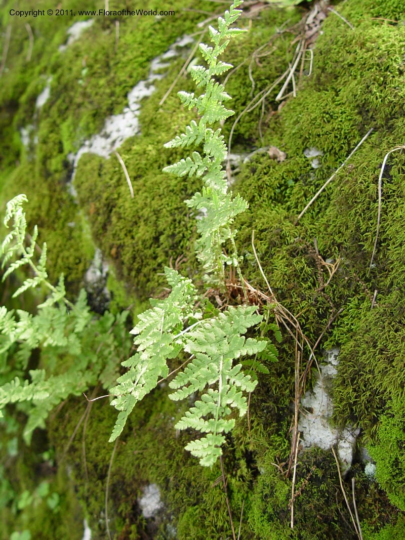 Woodsia obtusa--CT. Near Ashley Falls. Bartholomew's Cobble. 28 Jun 03. 064.jpg