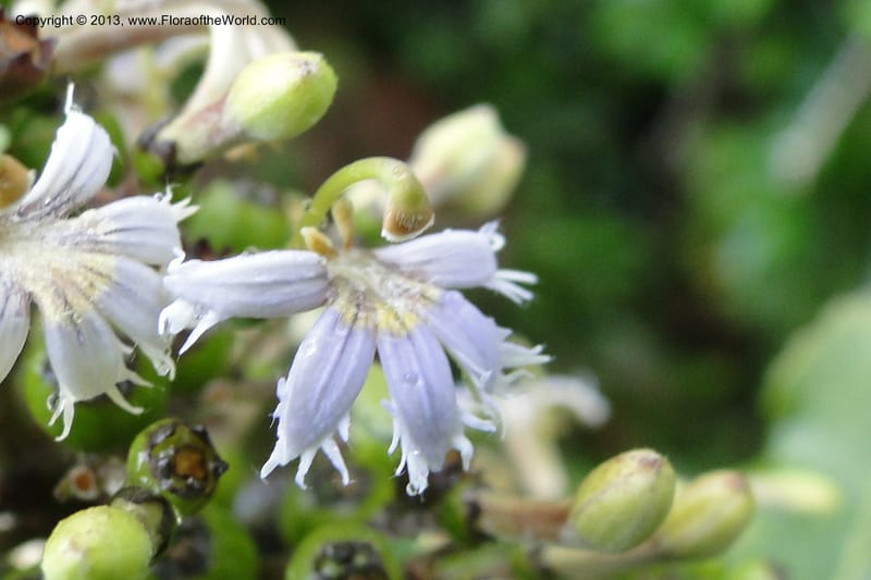 Scaevola, M. Tuiwawa xxx--Fiji. Nadarivatu Nature Reserve. 10 Feb 2011. 026 (93).jpg