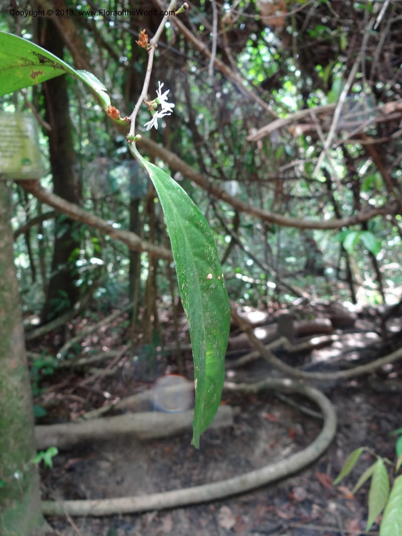 Erycibe, SAN.153261--Malaysia, Sabah. Kebun Cina. 12 Apr 2012. DSC08450 (20).JPG