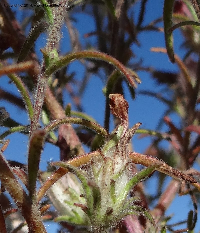 Cordylanthus capitatus, Davidson, C 12234--ID. Ada County. Idaho Bird Observ. Lucky Peak. 16 Sep 2013. DSC07497 (13).JPG