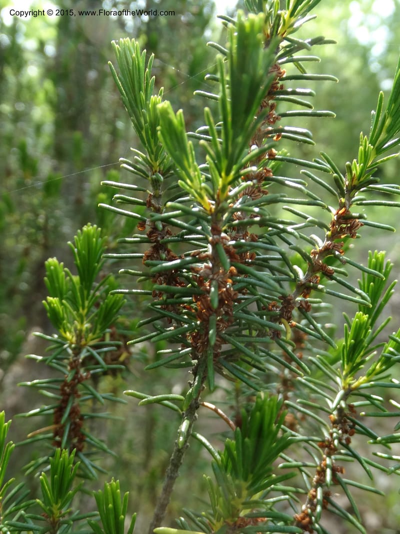 Ceratiola ericoides, Davidson, C 13062--South Carolina. Lexington Co. Redmond Rd. 20 May 2015. DSC06945 (1).JPG