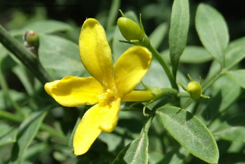 Jasminum fruticans, Davidson, C 12467--Georgia (Caucasus). Shio Mgvime. 7 Jun 2014. DSC07779 (180).JPG