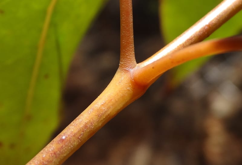 Polyscias, Lowry, P 7417--New Caledonia. PinPin. 20 Nov 2015. DSC03938 (183).JPG
