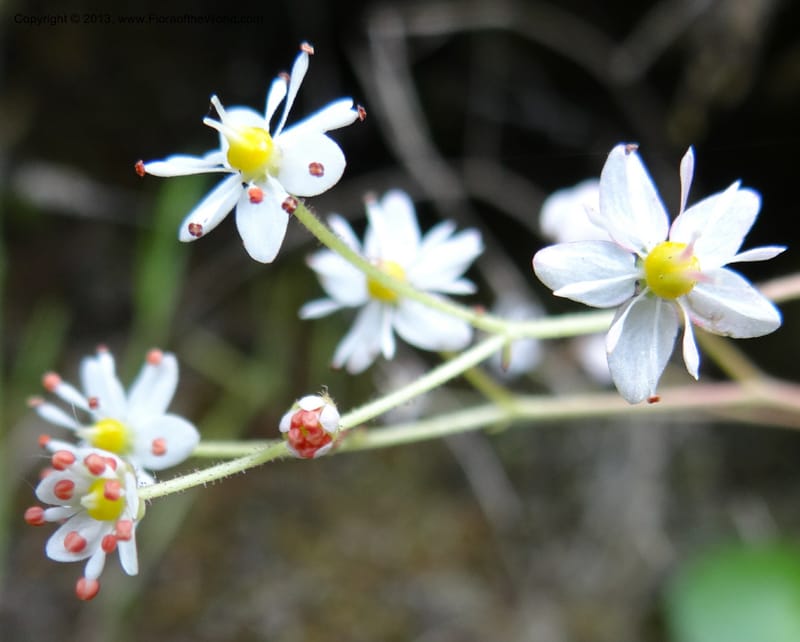 Saxifraga mertensiana, Davidson, C 12120--Calif. Trinity Co. Hwy 299. 15 Apr 2013. DSC03030 (2).JPG
