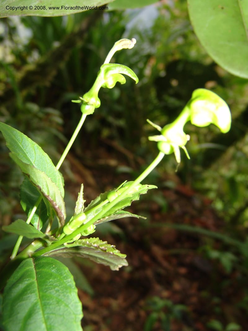 Burmeistera, Croat93550--Ecuador. Prov. Sucumbio. Jct w rd to San Rafael Falls. 18 Aug 04. 023.jpg