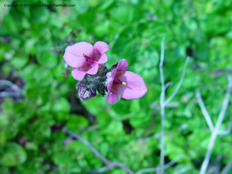 Diascia mollis--So. Africa. Cape Province. Kirstenbosch Bot. Gard. 19 Nov 02. 021.jpg