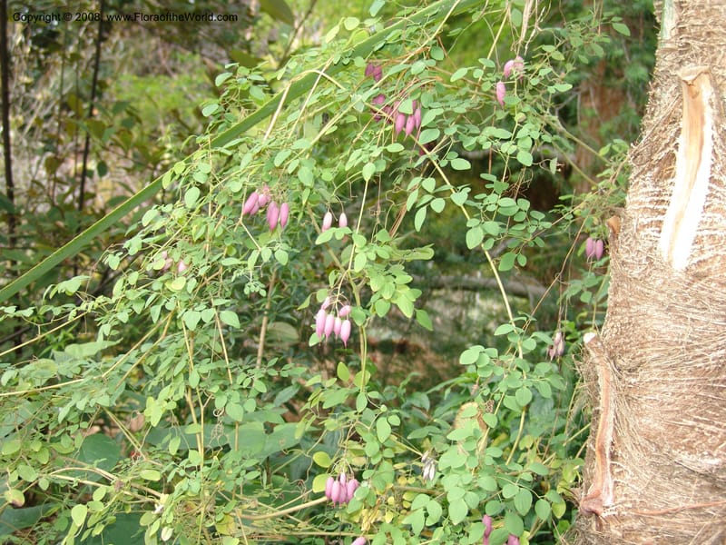 Dicentra scandens, 99.0055--CA. UC Berkeley Bot. Garden. 8 Dec 06. 267.jpg