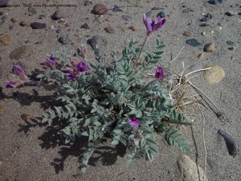 Astragalus purshii--ID. Owyhee Co. Bruneau Dunes St. Park. 20 Apr 03. 006.jpg