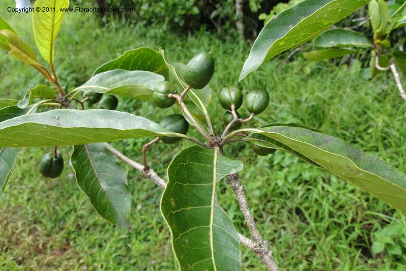 Pittosporum, J. Munzinger 6513--Fiji. Nadarivatu Nature Reserve. 10 Feb 2011. 026 (279).jpg