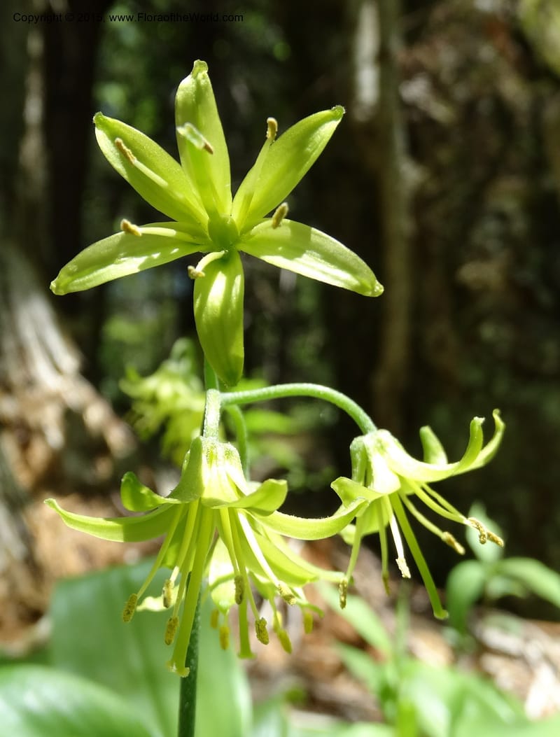 Clintonia borealis, Davidson, C 13070--North Carolina. Trans. Co. Devils Courthhouse. 21 May 2015. DSC07059 (21).JPG