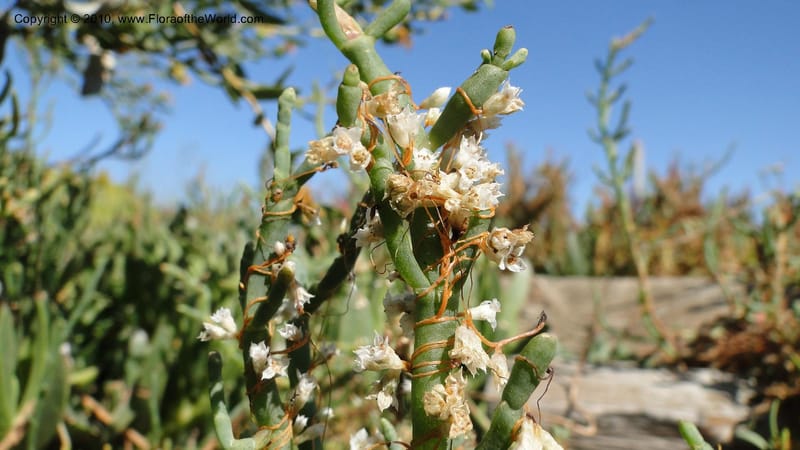 Cuscuta salina, C. Davidson 11802--CA. Alameda Co. Radio Beach, N of Bay Bridge toll plaza. 2 Sept 2010. 220 (32).jpg