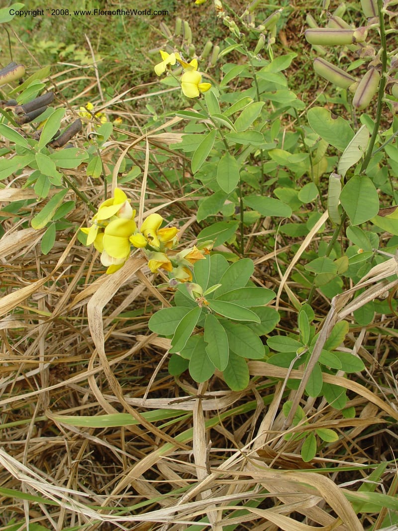 Crotalaria retusa--Cameroon. Limbe Botanic Garden. 4 Dec 03. 297.jpg