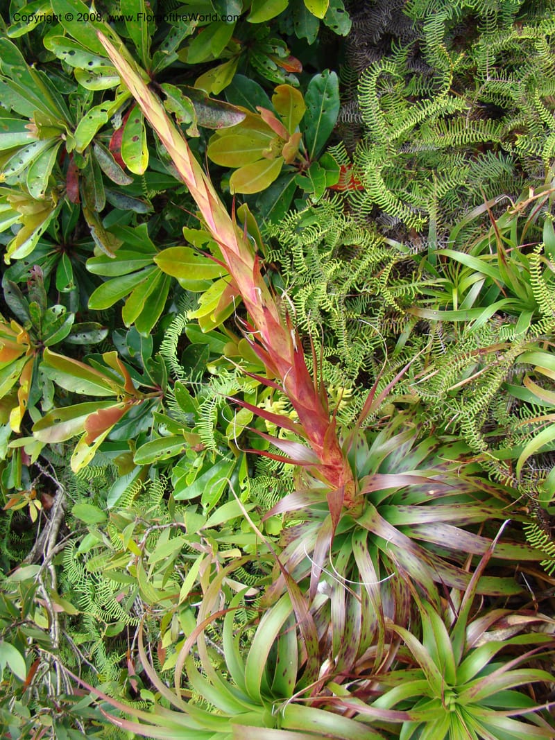 Dracophyllum verticillatum, JMunzinger4771--New Caledonia. Col d'Amoss. 14 Nov 07. 018.jpg