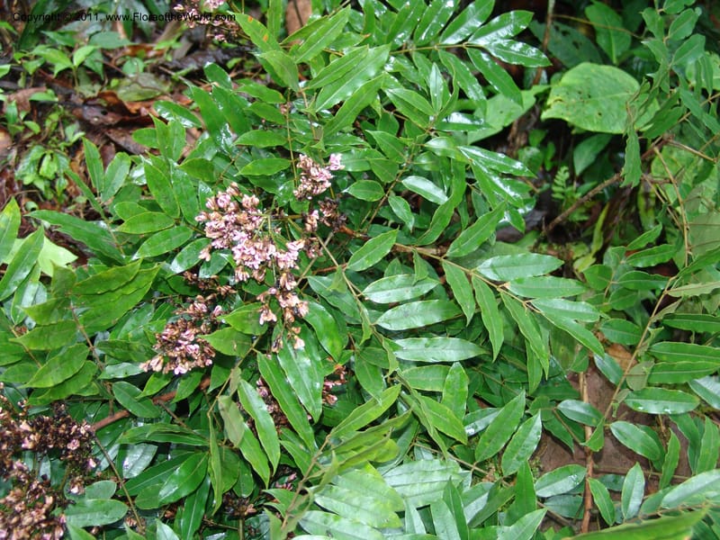 Andira, RVasquez31584--Peru. Prov.  Oxa. Estac. Paujil. Camino  Pozo Tigre. 17 Oct 06. 289.jpg