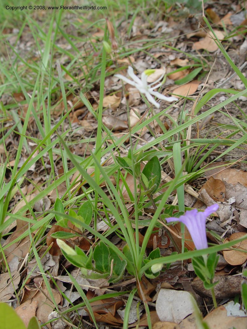 Anthericum--So. Africa. KwaZuluNatal. Rd. L. Sibaya Lodge to Mbazwana. 2 Oct 03. 020.jpg